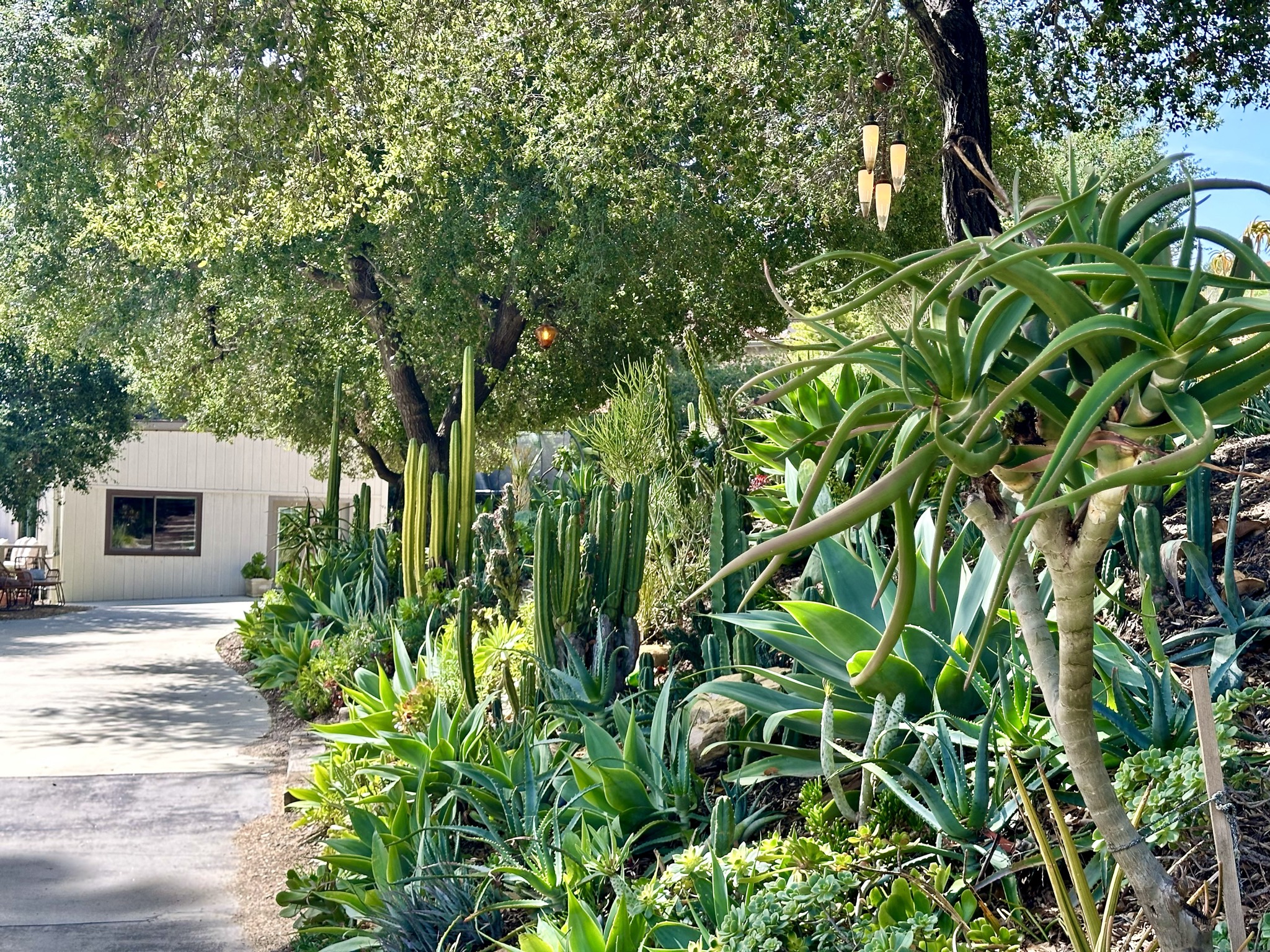 Tree aloes, columnar cacti, and succulents lining the driveway with the studio beyond