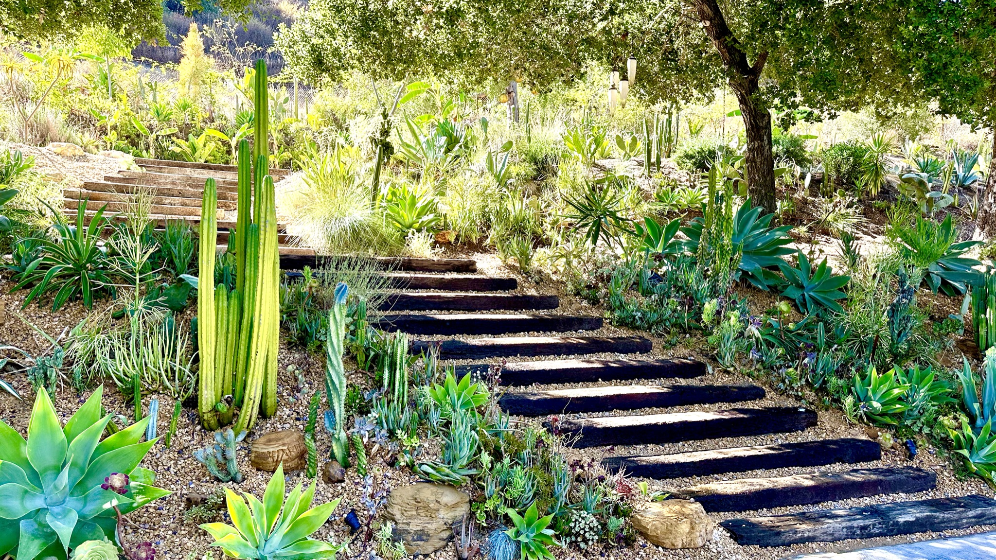 Railroad-tie garden steps climbing through cactus and succulent hillside gardens