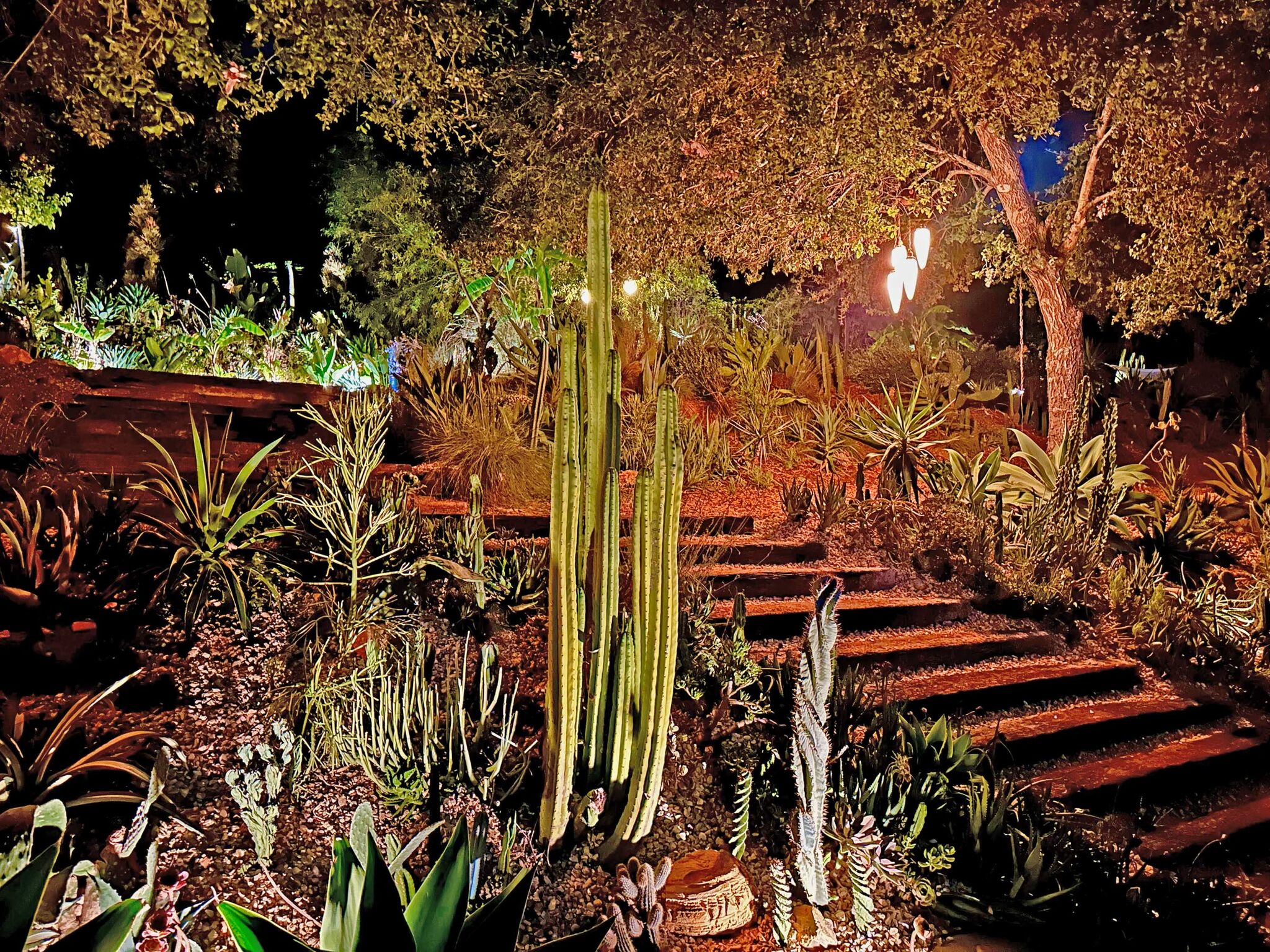 Night-lit cactus garden with glowing torches and amber landscape lighting